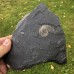 Lytoceras